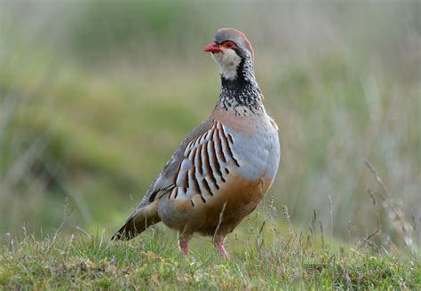 Red-legged Partridge by Damian Money - BirdGuides