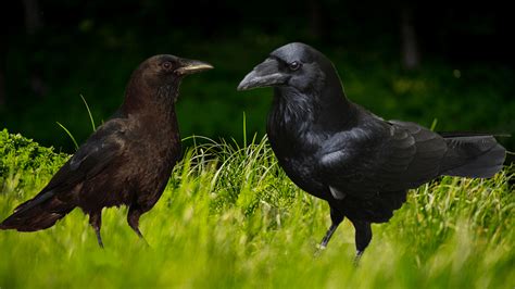 Raven Vs Crow: Do You Know The Difference? | IFLScience