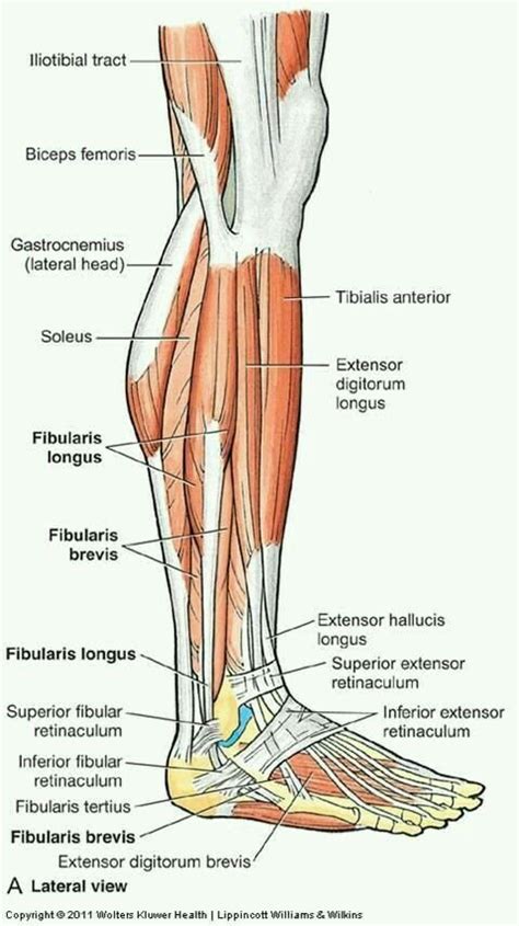 Pin on ANATOMY