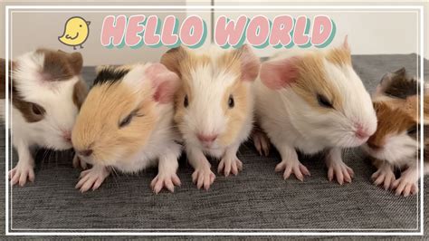 Newborn baby Guinea pigs - YouTube