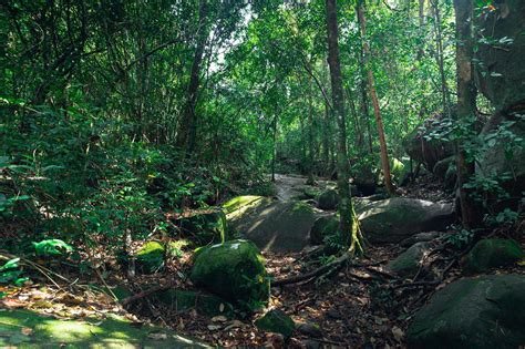 Lush forest vegetation 1826292 Stock Photo at Vecteezy