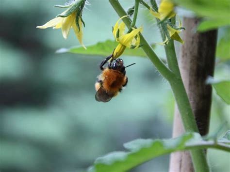 Plant Pollination Process In The Hydroponic Garden