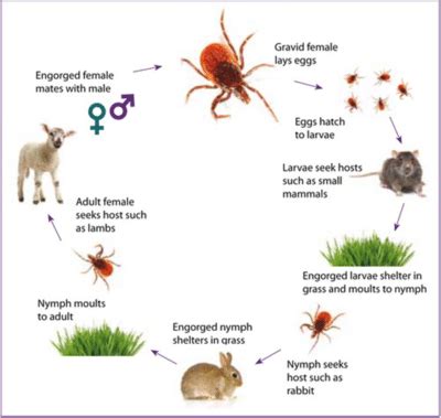 Tick Life Cycle