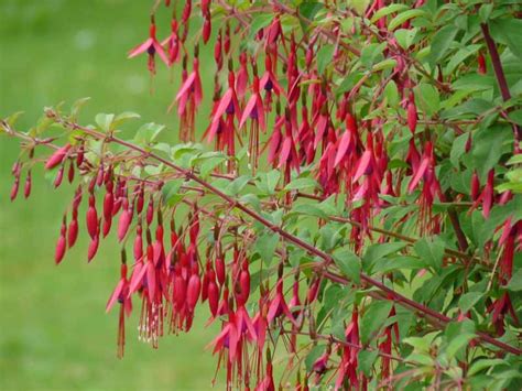 Fuchsia magellanica var. gracilis (Hardy Fuchsia)