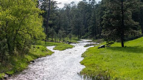 Camping in and Near Custer State Park [2024]