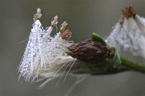 Seeds of Baccharis pilularis ssp. consanguinea (B. pilular… | Flickr