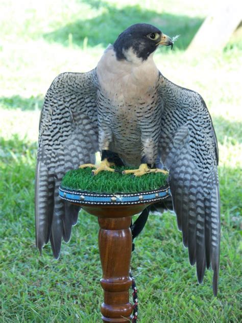 Falconry Demo | Bucks County Audubon Society