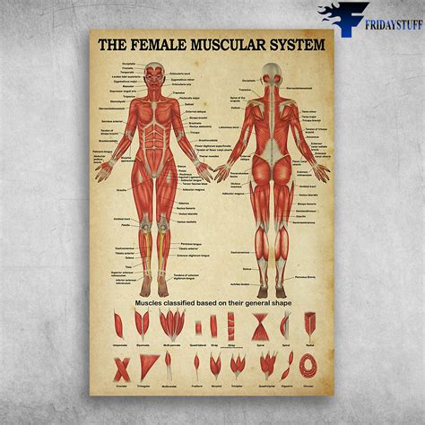 รวมกัน 100+ ภาพ ระบบกล้ามเนื้อ (muscular System) คมชัด