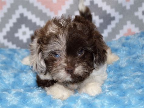 Shih-Poo-DOG-Female-Brown and White-3123917-Petland Dunwoody