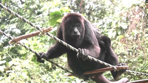 COMMUNITY BABOON SANCTUARY & CROOKED TREE WILDLIFE SANCTUARY - Belize River Lodge