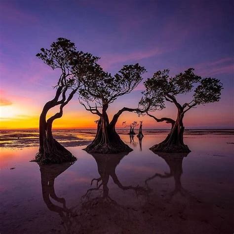 Mangrove trees on the island Pulau Sumba, Indonesia | Nature, Beautiful destinations, Nature ...