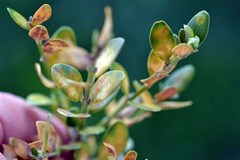 Boxwood Leafminer: Identification and Treatment | Ryan Lawn & Tree