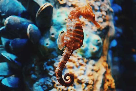 5 Cool & Unique Saltwater Aquarium Fish to Own - AquaticStories