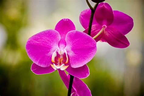 Hawaii Orchid - Hawaii Pictures