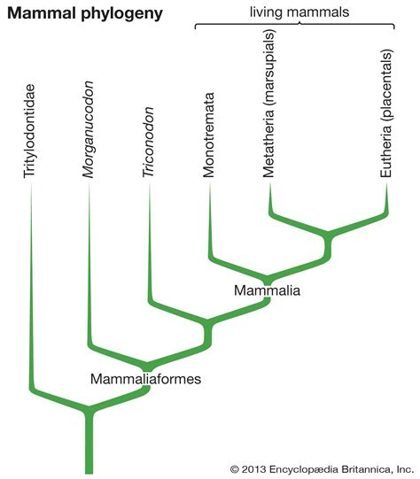 Position of Mammals in Evolution Is Best Described as - Briana-has-Mahoney