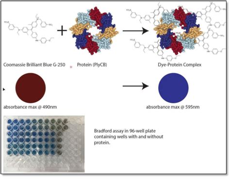 Protein Estimation by Bradford Assay – Center for Biopharma Analysis