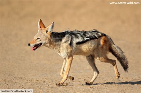 Black-Backed Jackal Facts, Pictures, Video & Information. Discover An ...