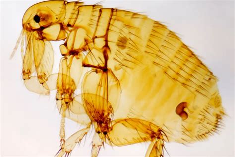 Fleas Pest Control - Riviera Pest Control and Falconry