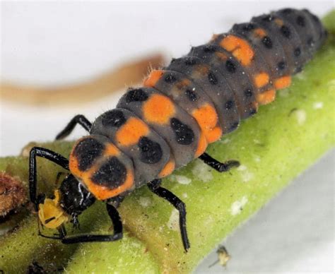 Garden News: They're not pretty, but don't kill the ladybug larvae | Home/Garden | theadvocate.com