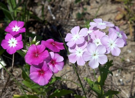 Phlox drummondii (Annual Phlox, Drummond Phlox, Phlox (annual), Pride ...