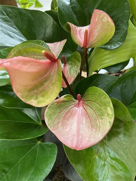 Anthuriums: Plant Care and Collection of Varieties - Garden.org