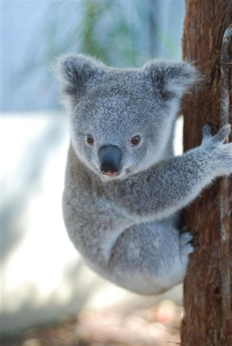 Australian Threatened Species: The Koala | Bondi Wash