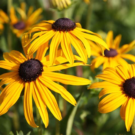 black-eyed susan - RHS | Black eyed susan, Long blooming perennials ...