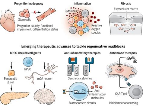 Emerging frontiers in regenerative medicine | Science