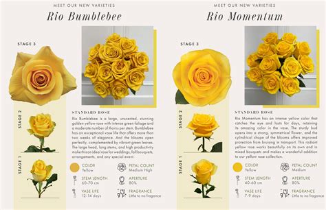 Rio Introduces Two New Yellow Rose Varieties - Rio Roses