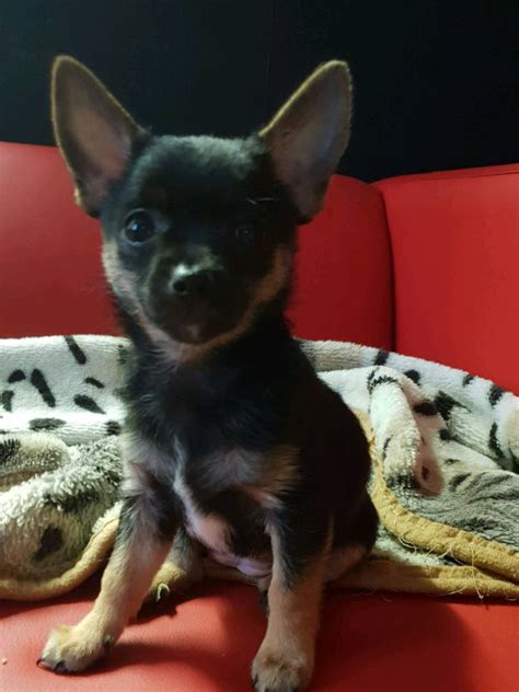 Chi/pom x chihuahua puppies | in Stockport, Manchester | Gumtree