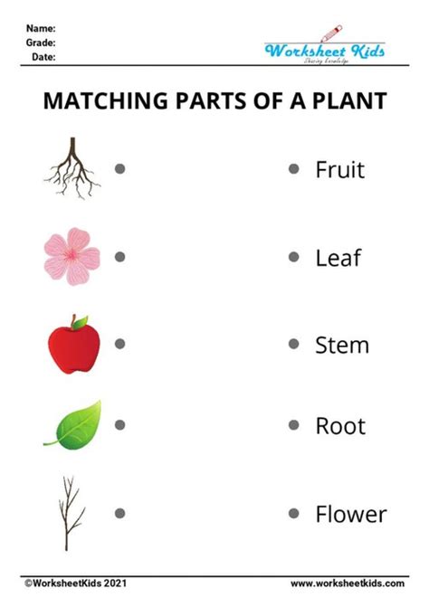 Free Plant Parts & Functions Worksheets: Preschool to 2nd Grade