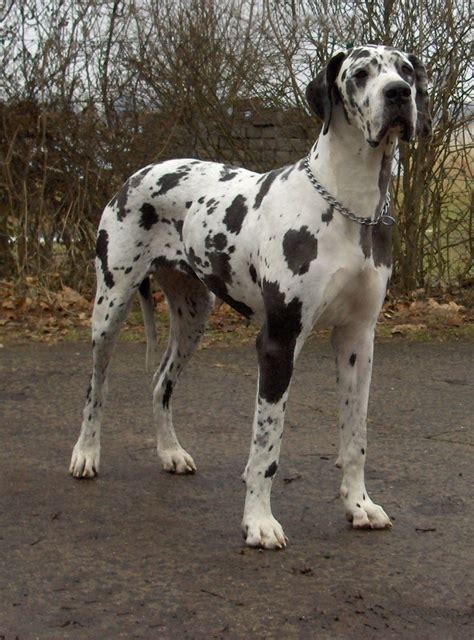 Great Dane Mastiff Mix Puppies Picture - Dog Breeders Guide