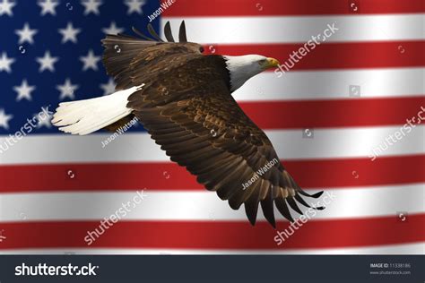 Bald Eagle Flying In Front Of The American Flag Stock Photo 11338186 ...