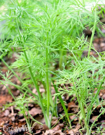 Growing and Harvesting Garden Dill