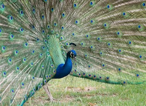 Premium Photo | Peacock in garden