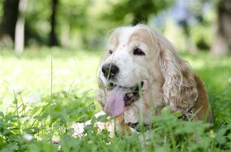 Feeding Bone Marrow To Your Dog - Is It Safe? - Volhard Dog Nutrition