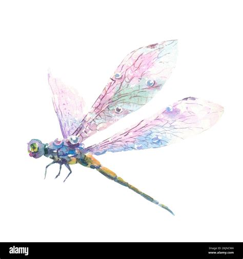 Hand drawn watercolor illustration of purple dragonfly isolated on white background. Beautiful ...