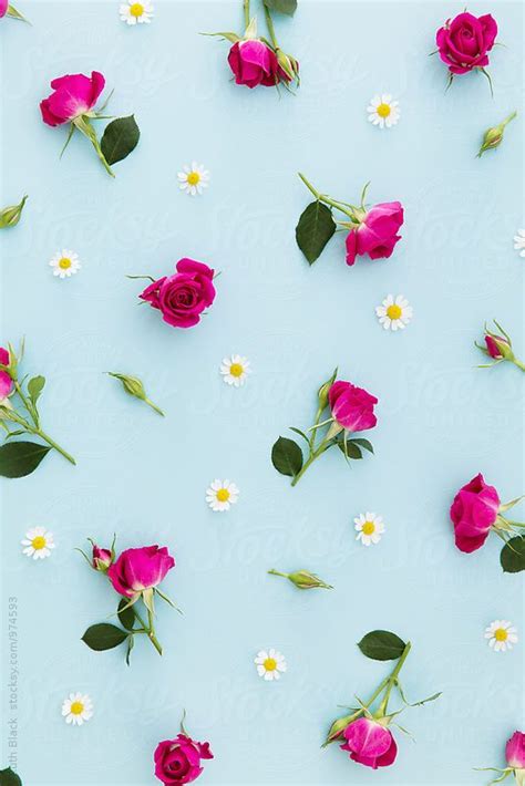 Summer flower background by Ruth Black Blue Background Wallpapers, Flower Background Wallpaper ...