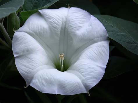 Moon Flower Photograph by Angie Vogel