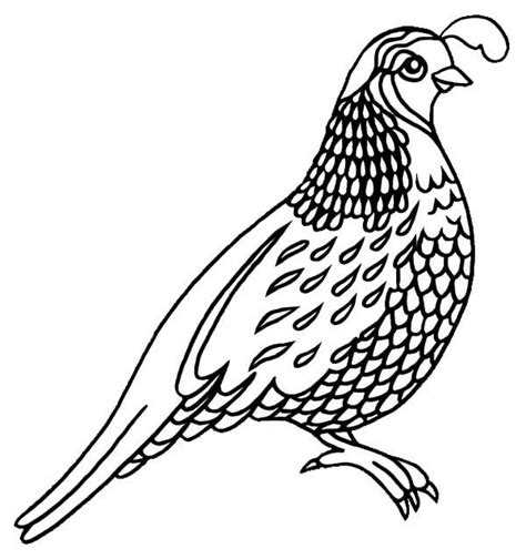 Grab your Fresh Coloring Pages Quail Download , https://www.gethighit ...