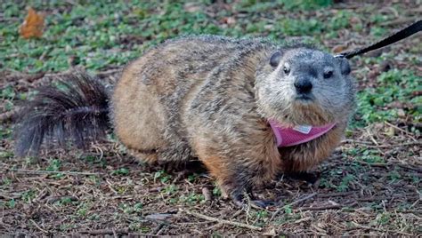 Over 180 Funny and Cute Groundhog Names - Petculiars