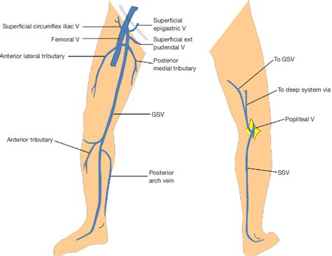 Great Saphenous Vein