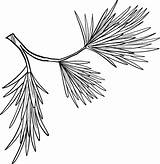 Evergreen Tree Branch coloring page  ColouringPages sketch template