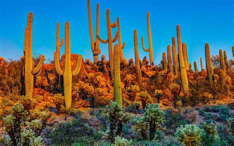 Arizona's Saguaro National Park Had to Microchip Its Cacti Because They ...