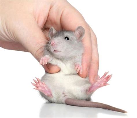 Rat Care | Wiki | Pets Amino