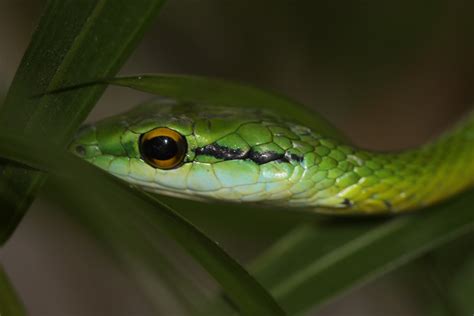 Panama Wildlife: Green Parrot Snake