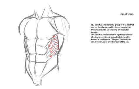 Character Anatomy | Torso