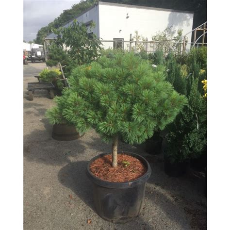 Dwarf White Pine Standard - Wilscape Nursery & Garden Center RI, MA, CT