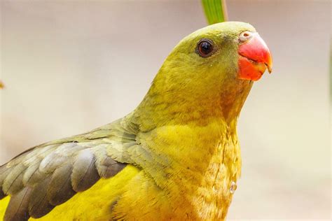 Regent Parrot in Australia 25927305 Stock Photo at Vecteezy