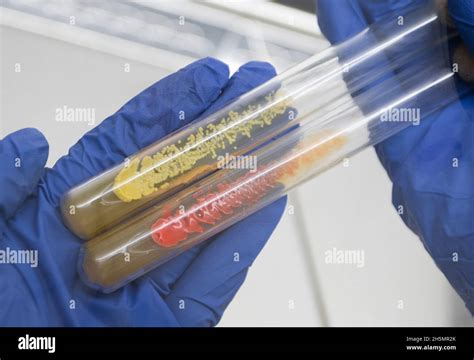 Two glass test tubes with colored bacteria in the hands of a scientist ...